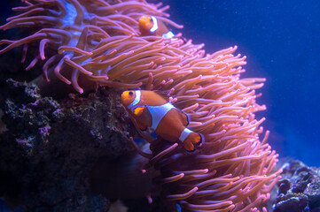 Nemo vor seiner Anemone - obrazy, fototapety, plakaty