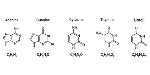 structure of RNA nucleobases. Adenine Guanine Cytosine Thymine and Uracil