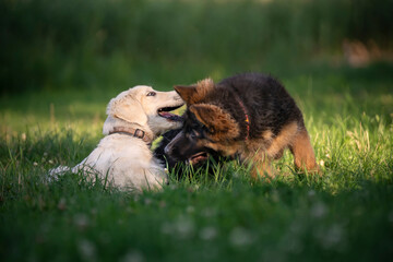 Dwa szczeniaki: Golden retriver i owczarek niemiecki bawia sie na trawie 