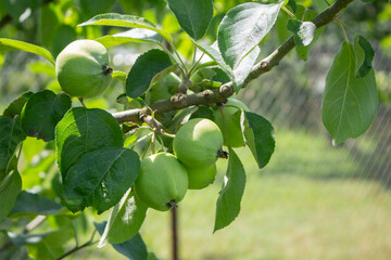 Young apple tree with leaves and unripe green fruits in a country orchard in summer