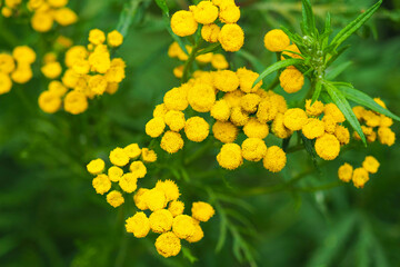 Tanacetum vulgare, yellow flowers tansy closeup