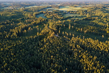 Aerial view of forest in sunny summer evening, Latvia.