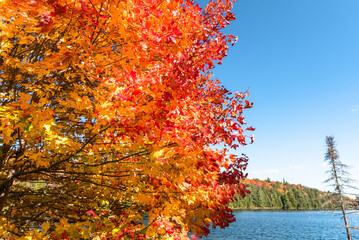 Close up of a maple tree at the peak of autumn colours on the shore of a lake and blue sky. Copy space.