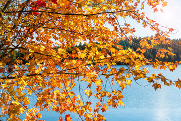 Fototapeta na wymiar Close up of the branches of a maple tree at the peak of autumn colours. A lake is in background.
