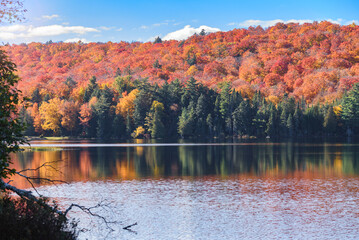 Desense deciduous forest at the peak of fall foliage reflecting in calm waters of a lake on a sunny day