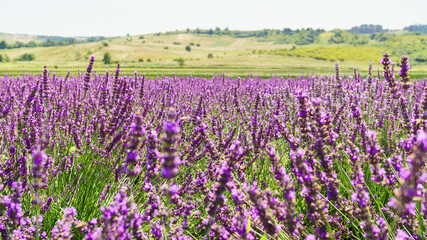 Fototapeta premium Lavender bushes on field.