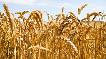 Ukrainian rising ripe wheat field.
