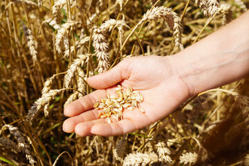 Farmer's hands holding a handful of wheat grains.