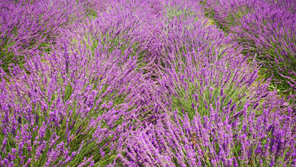 Fototapeta na wymiar Lavender bushes on field.