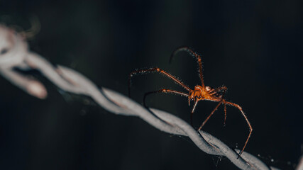 spider on a wire
