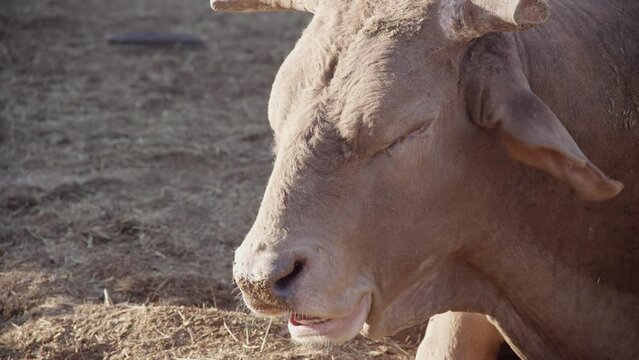 A bull lies in a corral chewing cud in the hot summer sun at rodeo