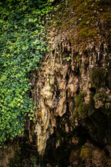 Tropfstein Fels im Wald