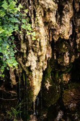 Tropfstein Fels im Wald