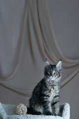 Cute little kitten of maine coon