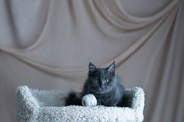 Cute little kitten of maine coon