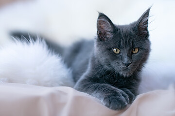 Cute little kitten of maine coon