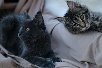 Cute little kitten of maine coon
