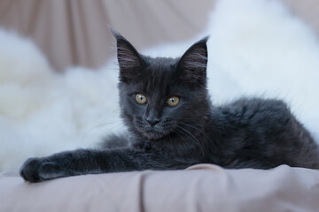 Cute little kitten of maine coon