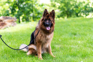 Beautiful German Shepherd on the grass, on a green background.