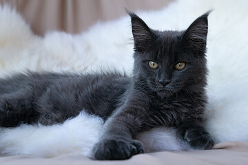Cute little kitten of maine coon