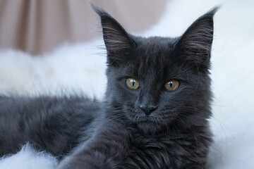 Cute little fluffy kitten of maine coon