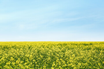 Obraz premium Beautiful view of blooming rapeseed field on sunny day