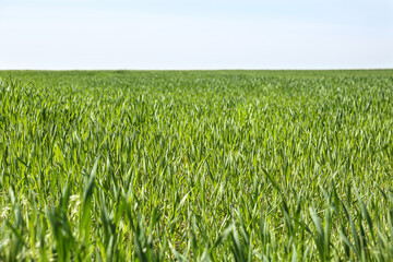 Beautiful view of agricultural field with ripening cereal crop