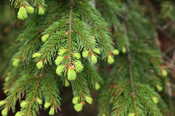 Closeup view of beautiful conifer tree with green branches