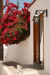 Beautiful blooming tree and elegant lantern near house entrance on sunny day © New Africa