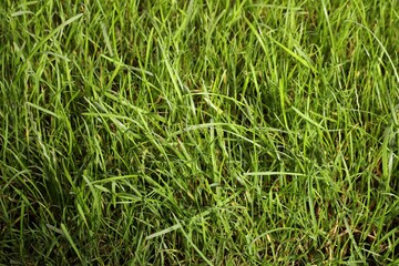 Beautiful lush green grass as background, closeup