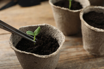 Planting young seedling into peat pot on wooden table
