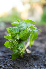 Young tomato seedling in fertile soil, closeup. Gardening time