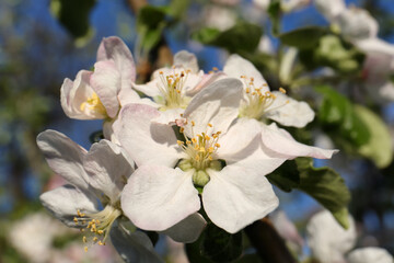 Apple tree with beautiful blossoms, closeup view. Spring season