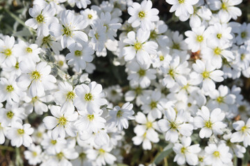 Beautiful white snow-in-summer flowers outdoors, closeup view