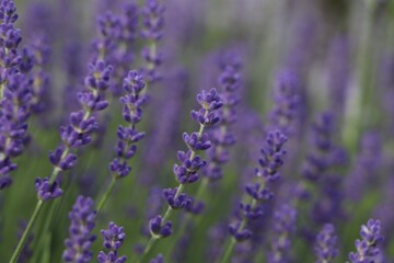 Fototapeta na wymiar Beautiful blooming lavender plants in field, closeup