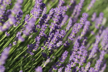 Naklejka premium Beautiful blooming lavender plants in field on sunny day, closeup