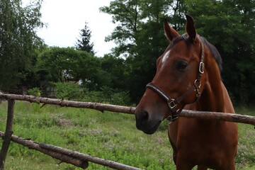 Beautiful horse in paddock near fence outdoors