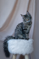 Cute little kitten of maine coon