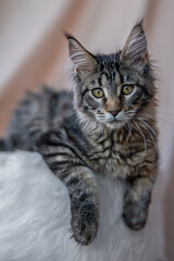 Cute little kitten of maine coon