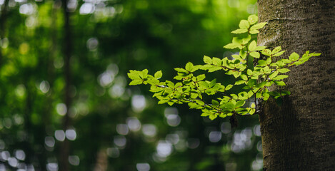 small branch with leaves in the sunshine 