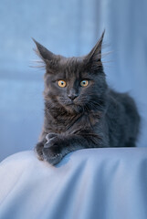 Cute little kitten of maine coon