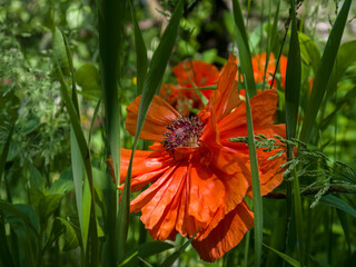Big red poppy flower among green grass on a sunny summer day. Close-up
