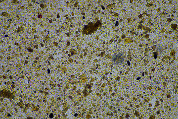soil microbes organisms in a soil and compost sample, testate amoebae under the microscope in regenerative agriculture. in australia.