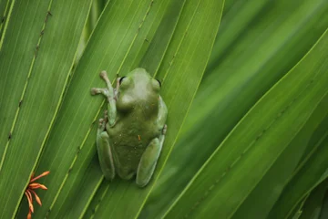 Foto op Canvas frog on a branch © ridho