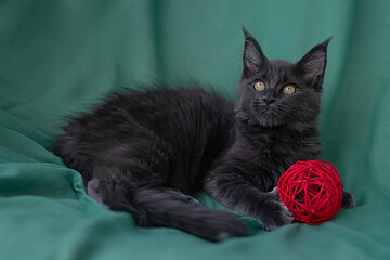 Cute little kitten of maine coon
