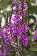 Lythrum salicaria (spiked loosestrife, purple Lythrum) - perennial herbaceous plant belonging to the family Lytgraceae.