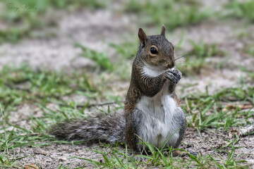 Grey Squirrel sitting, looks like it is praying.