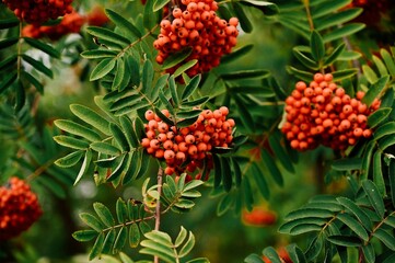 berries on a tree