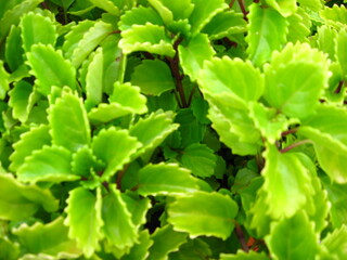 folhas verdes