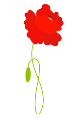 Red poppy flower with bud. Vector illustration. Field beautiful flower for design and decor, print, postcards, covers.